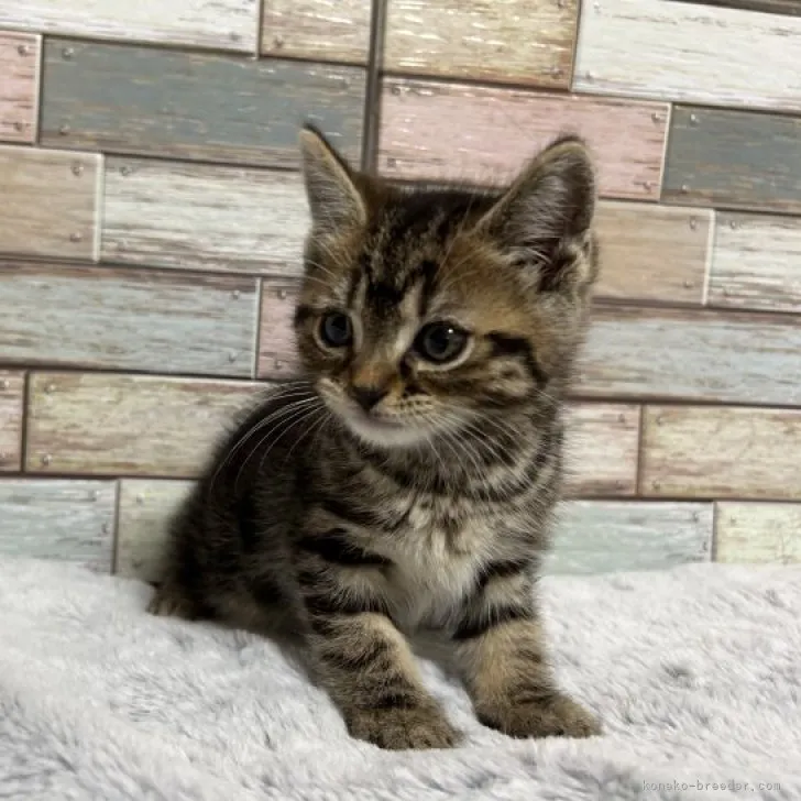 ID：2305-00762の子猫