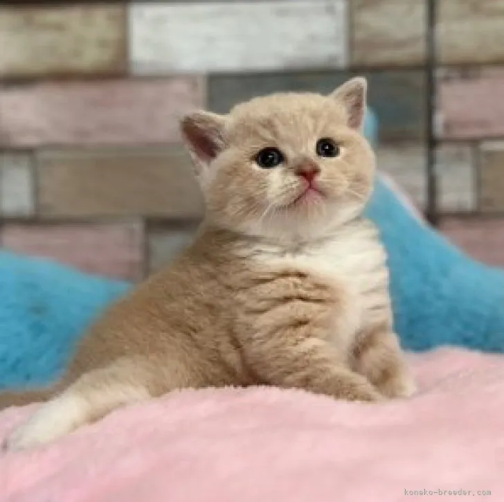 ID:2307-00303の子猫