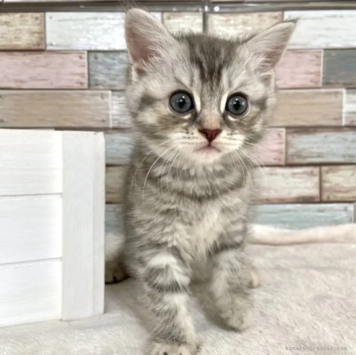 ID:2306-00678の子猫