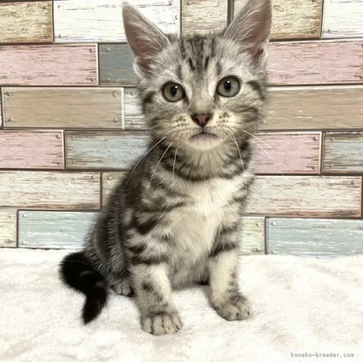 ID：2306-01507の子猫