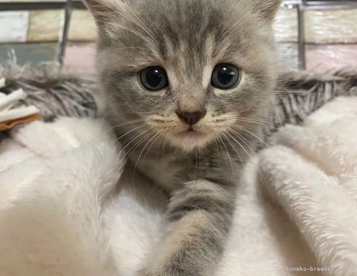 ID：2207-01141の子猫