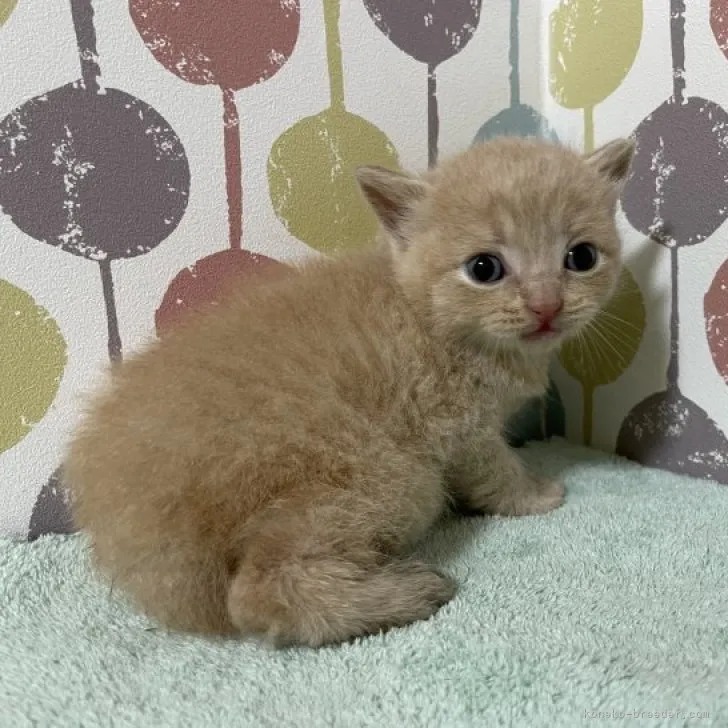 ID:2307-01144の子猫