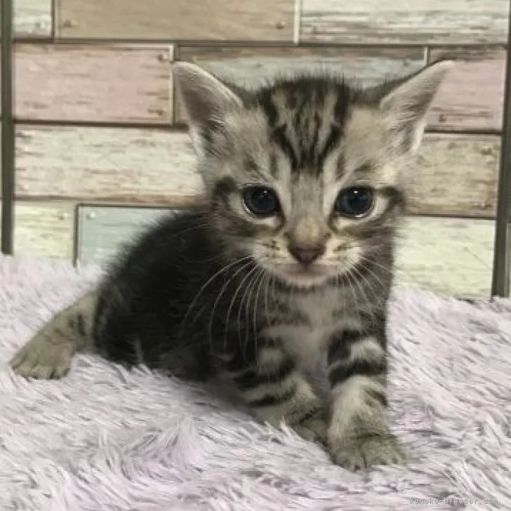 ID:2209-00419の子猫