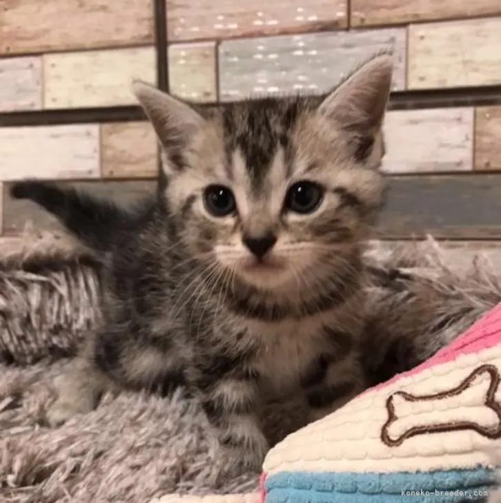ID:2206-03075の子猫