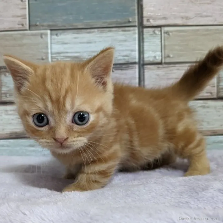 ID:2312-01215の子猫