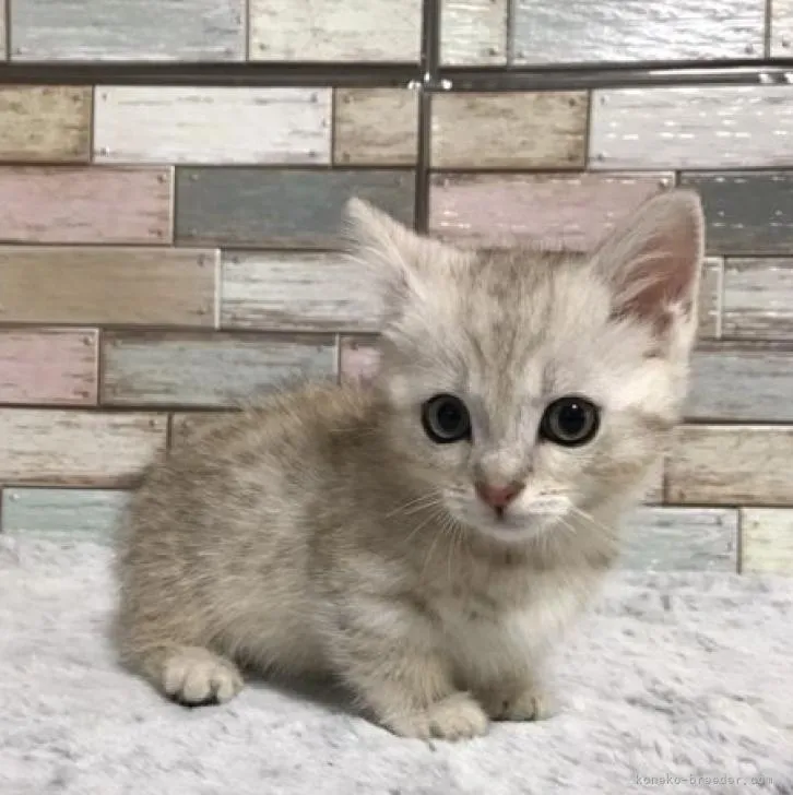 ID：2209-01899の子猫