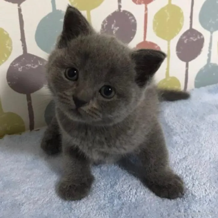 ID:2208-02660の子猫