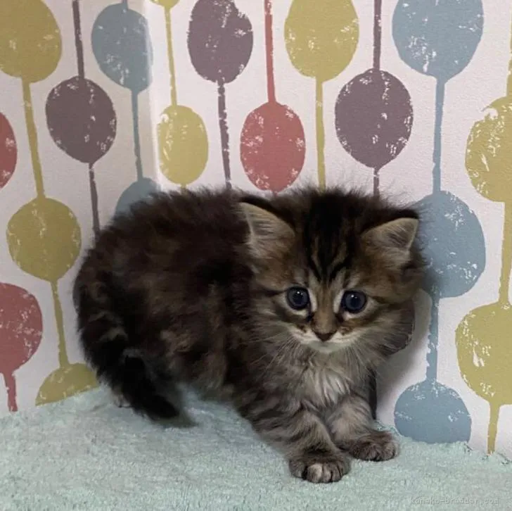 ID:2206-02299の子猫