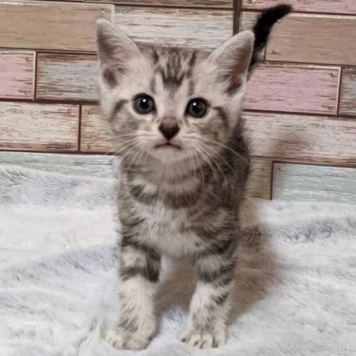 ID:2207-00148の子猫