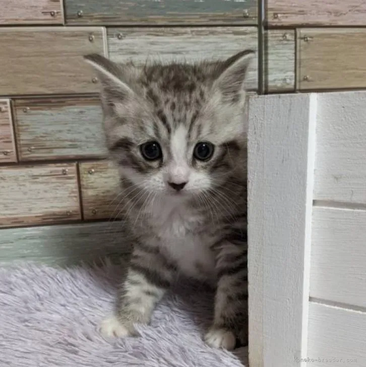 ID：2209-02340の子猫