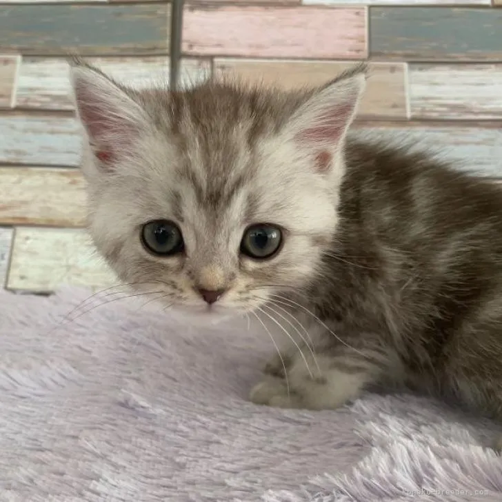 ID：2207-00591の子猫