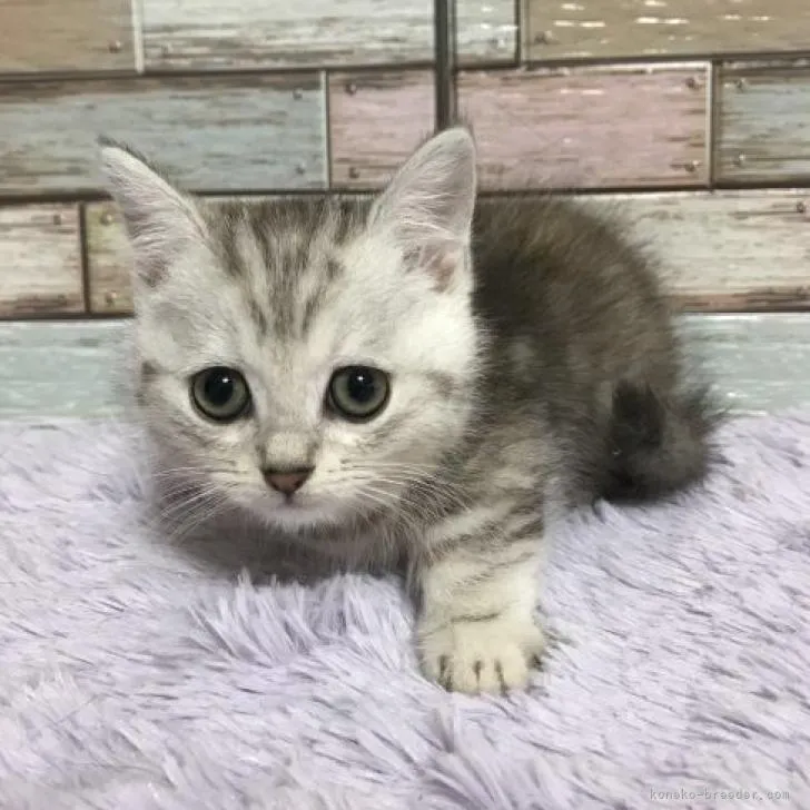 M.K 様のお迎えした子猫