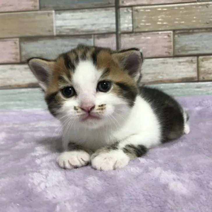 ID：2210-02629の子猫