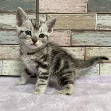 アメリカンショートヘア【宮城県・男の子・2022年11月24日・シルバータビー】の写真「✨人が大好き甘えん坊✨愛らしいお顔立ちの男の子💕」