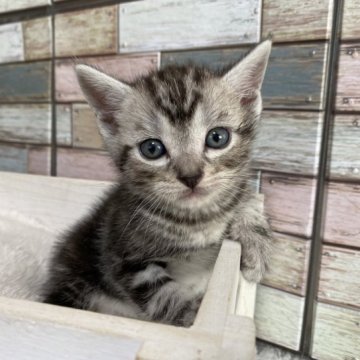 アメリカンショートヘア【宮城県・男の子・2023年7月8日・シルバータビー】の写真「💕優しいお顔がキュンキュンしちゃいます💕」