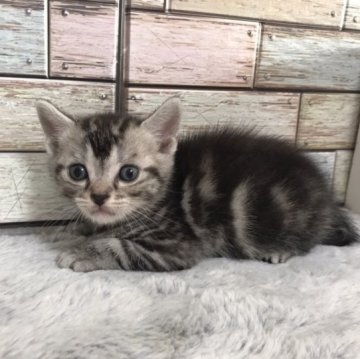 アメリカンショートヘア【宮城県・男の子・2023年7月8日・シルバータビー】の写真「🌟元気に成長中💕シルバータビーの男の子🌟」
