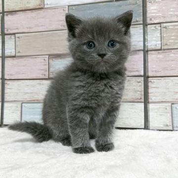 マンチカン(長足)【宮城県・男の子・2022年12月24日・ブルータビー】の写真「ふかふかな毛質のマンチカン✨おっとりな男の子✨」
