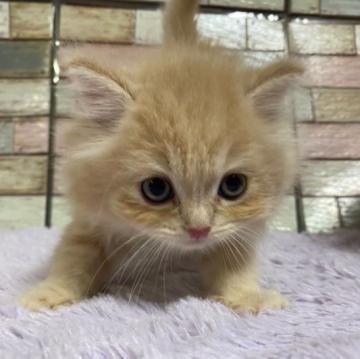 マンチカン(長足)【宮城県・男の子・2022年5月27日・クリームタビー】の写真「長毛のおっとり甘えん坊の男の子💕長足マンチカン💛」