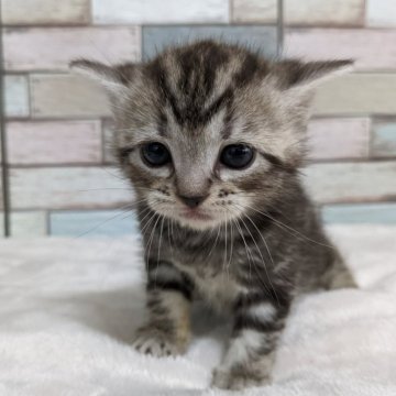 アメリカンショートヘア【宮城県・女の子・2024年7月12日・シルバータビー】の写真「クリクリしたおめめがチャームポイントの女の子💖」