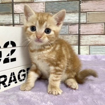 アメリカンショートヘア【宮城県・男の子・2023年5月13日・レッドタビー】の写真「💕人気レッドタビーの男の子✨愛くるしい表情💕」