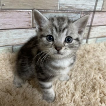 アメリカンショートヘア【宮城県・男の子・2023年8月31日・シルバータビー】の写真「男の子︎‪らしくスクスク成長中💛写真更新💛💕」