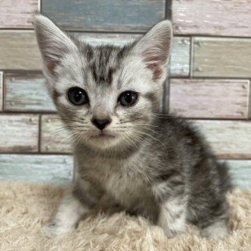 アメリカンショートヘア【宮城県・女の子・2023年9月30日・シルバータビー（ショート）】の写真「大きなお耳💛大きなお目目💛女の子✨」