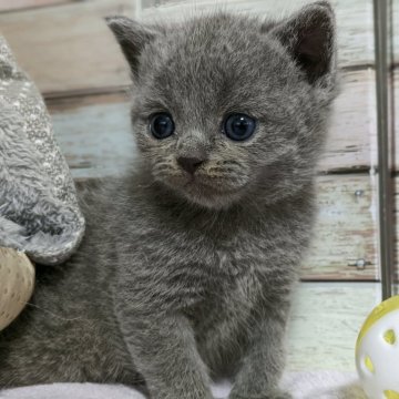 ブリティッシュショートヘア【宮城県・男の子・2024年5月13日・ブルー】の写真「優しい表情のキュートな男の子💖」