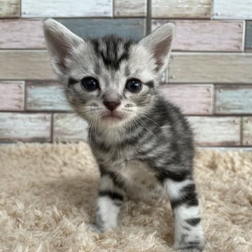 アメリカンショートヘア【宮城県・男の子・2024年1月27日・シルバータビー（ショート）】の写真「小さな探検家💛お目目がクリクリな男の子🥰」