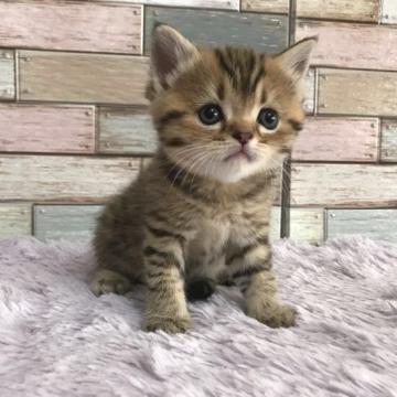 マンチカン(長足)【宮城県・男の子・2022年8月27日・ブラウンタビー】の写真「愛らしいお顔の癒し系男の子💛おっとり穏やかな性格💛」