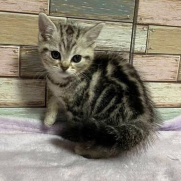 アメリカンショートヘア【宮城県・女の子・2022年8月11日・シルバータビー】の写真「💕ほんわか系のまるまるお顔の癒し系女の子💕」