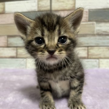 アメリカンショートヘア【宮城県・男の子・2024年1月27日・ブラウンタビー（ショート）】の写真「お耳がチャームポイント💛お目目が大きな男の子🥰」