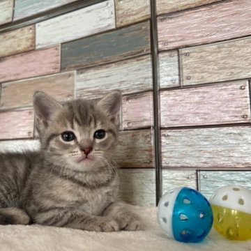 マンチカン(長足)【宮城県・女の子・2023年4月15日・ブルータビー】の写真「💕優しい印象の毛色✨お顔立ちの綺麗な女の子💕」