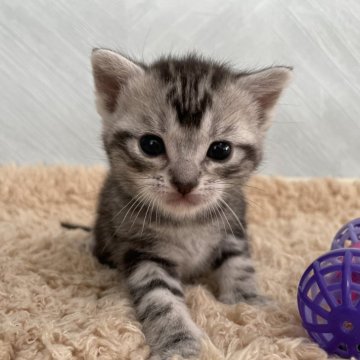 アメリカンショートヘア【宮城県・女の子・2024年5月3日・シルバータビー】の写真「❤️お目目がキュート✨ずっと見ていたい愛らしさ❤️」