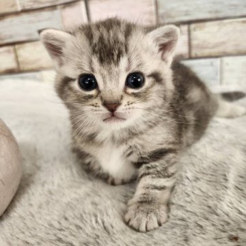 マンチカン(短足)【宮城県・男の子・2024年3月15日・シルバータビー】の写真「✨お目目が綺麗😍マンチカンの男の子✨」