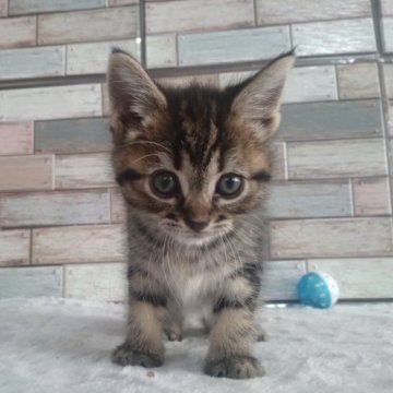 アメリカンショートヘア【宮城県・女の子・2023年9月9日・ブラウンタビー】の写真「✨✨柄の綺麗な甘えん坊な女の子✨✨」