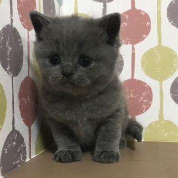 ブリティッシュショートヘア【宮城県・女の子・2022年9月21日・ブルー】の写真「✨おっとり癒し系女の子✨愛らしいお顔で甘えん坊💛」