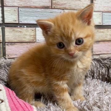 マンチカン(長足)【宮城県・男の子・2022年5月27日・レッドタビー】の写真「おもちゃ大好き好奇心旺盛✨優しい性格の男の子💛」