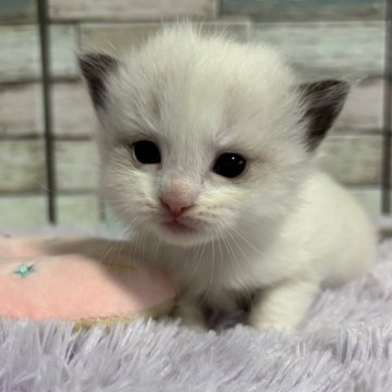 ラグドール【宮城県・女の子・2024年9月23日・シールポイントバイカラー】の写真「甘え上手な女の子💕💕愛くるしい」