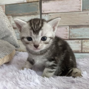 アメリカンショートヘア【宮城県・女の子・2023年12月30日・シルバータビー】の写真「まん丸お顔の美人なアメショーの女の子🥰」