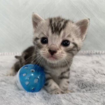 アメリカンショートヘア【宮城県・男の子・2024年5月3日・シルバータビー】の写真「❤️甘え上手✨愛くるしいお顔立ちの男の子🥰」