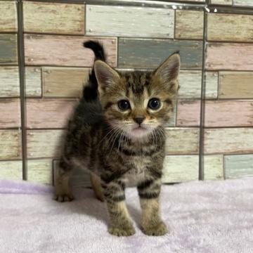 アメリカンショートヘア【宮城県・男の子・2022年11月4日・ブラウンタビー（ショート）】の写真「好奇心いっぱい💛遊び大好き男の子💛」