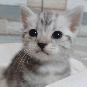 アメリカンショートヘア【宮城県・女の子・2023年8月31日・シルバータビー】の写真「︎‪💕お顔が凛々しい✨慎重派女の子︎‪💕」