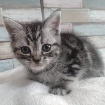 アメリカンショートヘア【宮城県・男の子・2023年8月30日・シルバータビー】の写真「遊びが大好きな元気な男の子🌟」