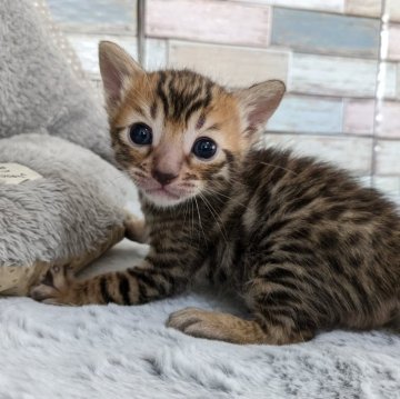 ジェネッタ【宮城県・男の子・2024年5月28日・ブラウンスポテッドタビー】の写真「あどけない表情にキュン💖ジェネッタの男の子✨」