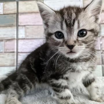 アメリカンショートヘア【宮城県・女の子・2022年12月16日・シルバータビー】の写真「目がクリクリな女の子💕綺麗な顔立ちです✨」