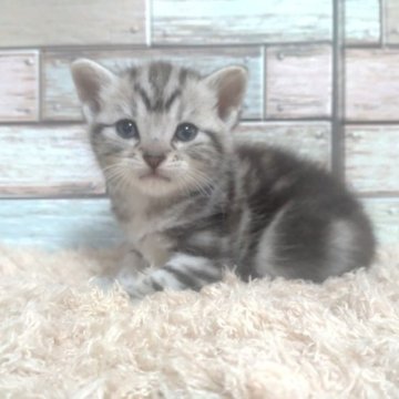 アメリカンショートヘア【宮城県・男の子・2023年8月31日・シルバータビー】の写真「凛々しいおめめ👀おっとり男の子︎‪💕」