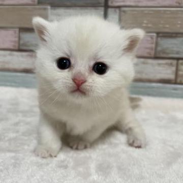 ミヌエット(長足)【宮城県・男の子・2023年1月6日・クリームタビー】の写真「💕薄いクリームの柔らかいお顔立ちの男の子💕」