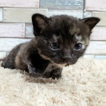 マンチカン(長足)【宮城県・女の子・2023年4月1日・トーティーシェル】の写真「💕個性的な雰囲気✨トーティーシェルの女の子💕」