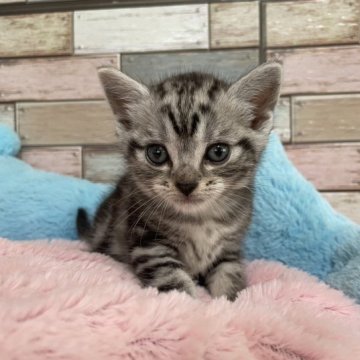 アメリカンショートヘア【宮城県・男の子・2023年6月30日・シルバータビー（ショート）】の写真「✨大きなお目目がチャームポイント💛」