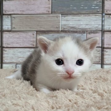 マンチカン(長足)【宮城県・女の子・2023年4月1日・ダイリュートキャリコ】の写真「💕人気のキレイなカラーの女の子💕」